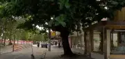 Castanhola invade prédio e ameaça segurança em Belém