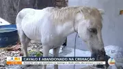 Cavalo ferido e abandonado há dois dias em Belém aguarda resgate
