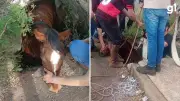 Cavalo Paçoca cai em bueiro no RS e é resgatado com ferimentos leves