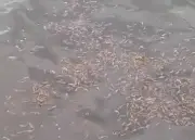 Centenas de cavalos-marinhos mortos encontrados na Baía de Guanabara