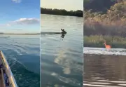 Cervo-do-pantanal é filmado atravessando o Rio Tocantins a nado
