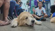 Cães de apoio emocional transformam rotina em hospitais do RJ