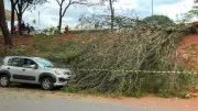 Chuva forte causa quedas de árvores e ventos de até 70 km/h em Campinas