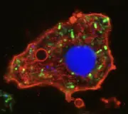 Cientistas criam célula artificial com 7 propriedades de vida