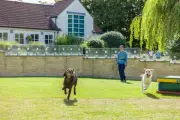 Ciência explica os benefícios mútuos da relação entre humanos e pets