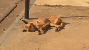 Cinomose mata cachorros não vacinados em Aguaí; veterinário alerta para surto