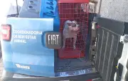 Cão American Bully agressivo é resgatado em Petrópolis após ameaçar família