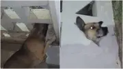 Cão com cabeça presa em cobogó é resgatado por bombeiros no Ceará