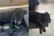 Cão envenenado é resgatado pela Polícia Ambiental em Presidente Prudente