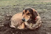 Cão 'frentiscão' Poze morto na Patagônia por ataque de cadelas agressivas; tutor denuncia