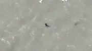 Cão resgatado no mar após quase duas semanas desaparecido nos EUA