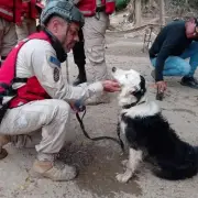 Cão Tsunami: border collie vira símbolo de resgate na Venezuela