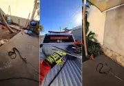 Cobra caninana de 1,5 m é resgatada pelo Corpo de Bombeiros em Gurupi