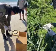 Cobra papa-pinto resgatada na faixa de areia em Arraial do Cabo
