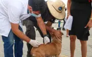 Contagem vacina cães e gatos contra raiva neste sábado (11)