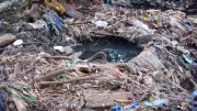 Contaminação no Parque do Sabiá: laudo aponta risco de colapso ecológico