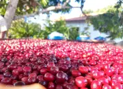 Cooperativa transforma robusta amazônico em café premiado e exportado
