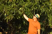 Crédito rural transforma produção de manga no Vale do São Francisco