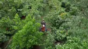 Créditos de carbono geram renda e reduzem desmatamento em RO