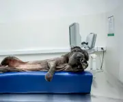 Custo mensal de ter um cachorro varia de R$ 900 a R$ 1.300