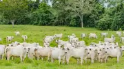 Custo real do crédito rural é de R$ 59,6 bi, quase 5 vezes o divulgado