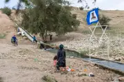 Destruição de oliveiras na Cisjordânia ameaça identidade e paz