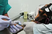 DF abre 600 vagas para castração gratuita de cães e gatos no Recanto das Emas