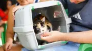 DF oferece 1,8 mil vagas de castração gratuita para cães e gatos