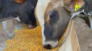Dieta puro grão acelera ganho de peso de bezerros e eleva lucro