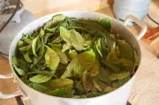DMT da ayahuasca estimula produção de novos neurônios em laboratório