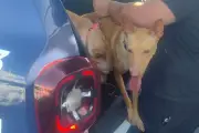 Duas cadelas resgatadas em situação de maus-tratos em Santos