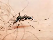 El Niño pode aumentar casos de dengue e outras arboviroses no Brasil
