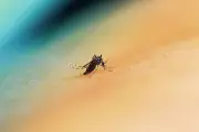 El Niño pode elevar casos de dengue para 1,7 milhão em 2024, alerta Ministério da Saúde