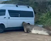 Elefante-marinho Neil volta à Tasmânia e agita ruas com uma tonelada