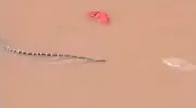 Enchentes na China: 900 cobras escapam de criadouro em Hengzhou