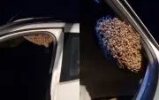 Enxame de abelhas invade carro em Botucatu pela 2ª vez em 2 meses