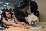 Equador permite cães e gatos como testemunhas simbólicas em casamentos