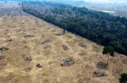 Estudo do WRI aponta falhas no combate ao desmatamento ligado à soja e carne