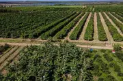 Evento gratuito no Vale do São Francisco celebra Dia do Produtor Rural