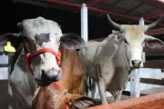 Expofeira 2026 abre 600 vagas para exposição de animais no Amapá