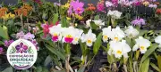 Exposição de Orquídeas no Engenho Central de Piracicaba neste fim de semana