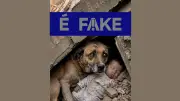 É #FAKE: imagem de cachorro protegendo bebê em terremoto na Venezuela foi criada por IA