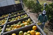 Fazenda de SP vê efeito limitado de tarifa dos EUA em empresas
