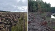 Fazendeiro multado em R$ 542 mil por desmatar 36,4 hectares em Ponta Grossa