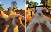 Fazendeiro viraliza ao alimentar mini animais em Goiás