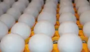 FDA anuncia recall de 1,6 milhão de ovos por suspeita de salmonela nos EUA