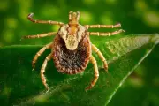Febre maculosa: 4 mortes em 7 meses no interior de SP; Araras treina equipes