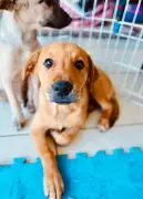Feira de adoção de cães e gatos em Cabo Frio neste sábado