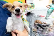 Feira de adoção em Cuiabá oferece 19 cães e gatos nesta sexta