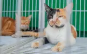 Feira de adoção responsável encontra lares para 50 cães e gatos
